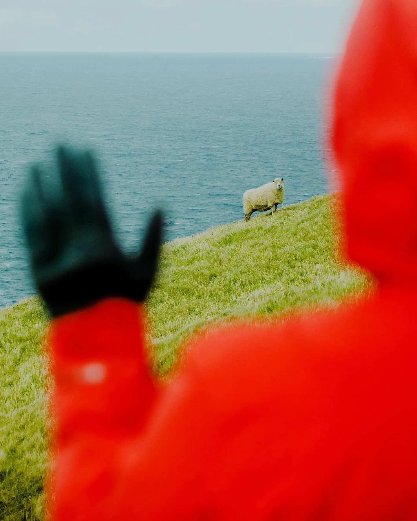 A blurred figure in a bright red hooded coat and black glove raises a hand, a sheep on a green cliff above the sea.